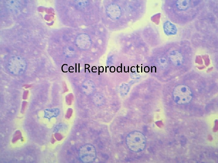 Cell Reproduction 