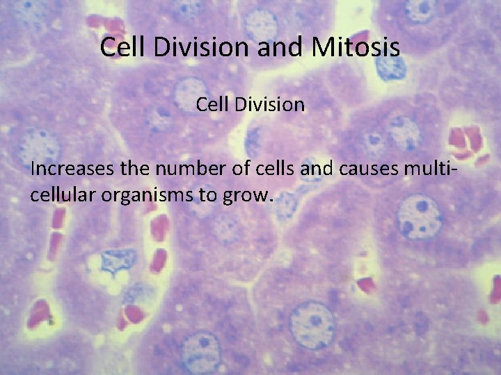 Cell Division and Mitosis Cell Division Increases the number of cells and causes multicellular