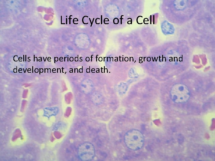 Life Cycle of a Cells have periods of formation, growth and development, and death.