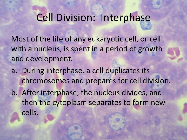 Cell Division: Interphase Most of the life of any eukaryotic cell, or cell with