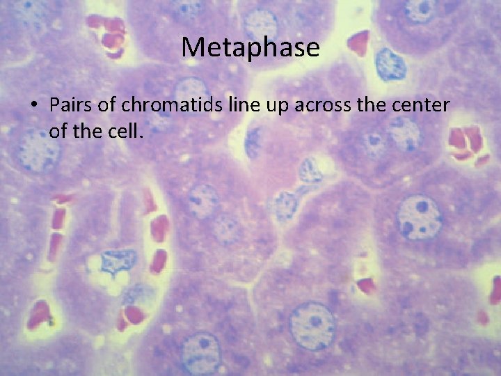 Metaphase • Pairs of chromatids line up across the center of the cell. 