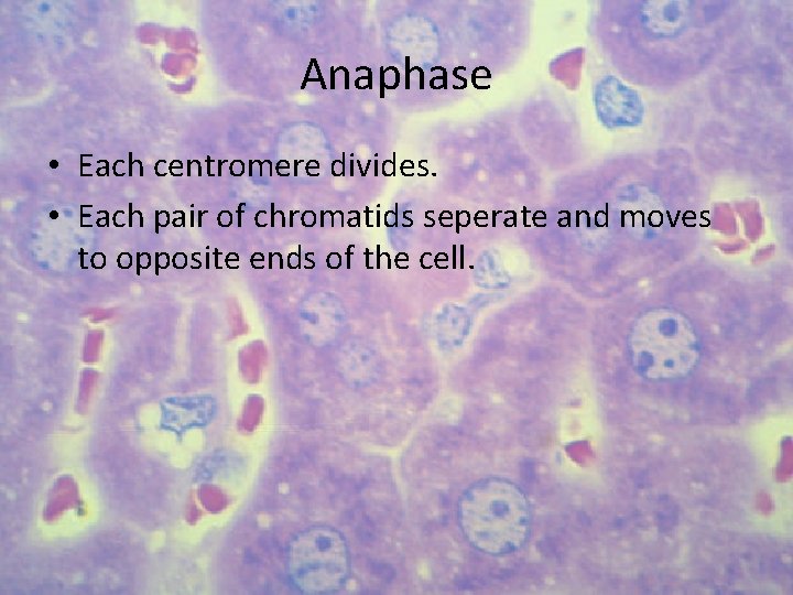 Anaphase • Each centromere divides. • Each pair of chromatids seperate and moves to