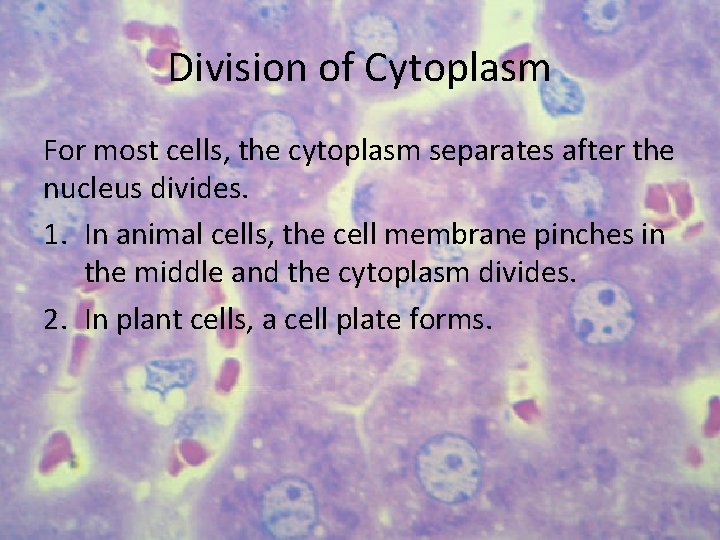 Division of Cytoplasm For most cells, the cytoplasm separates after the nucleus divides. 1.