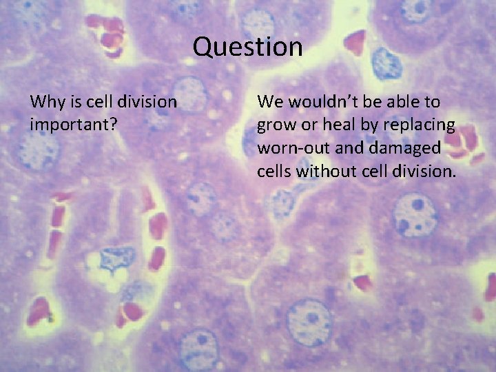 Question Why is cell division important? We wouldn’t be able to grow or heal