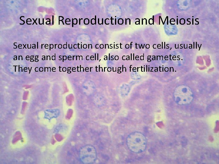 Sexual Reproduction and Meiosis Sexual reproduction consist of two cells, usually an egg and