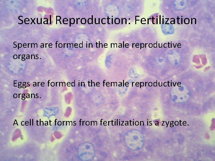 Sexual Reproduction: Fertilization Sperm are formed in the male reproductive organs. Eggs are formed