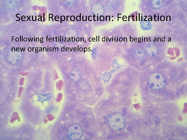 Sexual Reproduction: Fertilization Following fertilization, cell division begins and a new organism develops. 