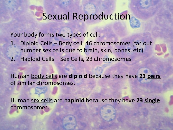 Sexual Reproduction Your body forms two types of cell: 1. Diploid Cells – Body