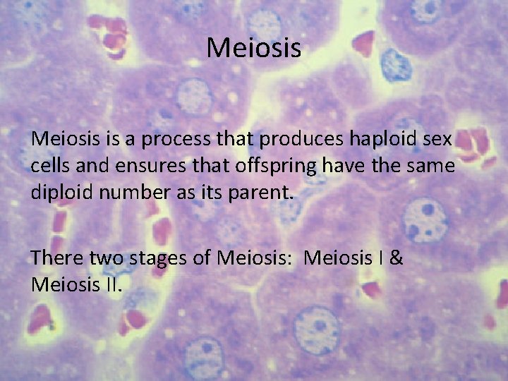 Meiosis is a process that produces haploid sex cells and ensures that offspring have