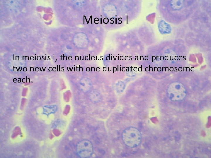 Meiosis I In meiosis I, the nucleus divides and produces two new cells with