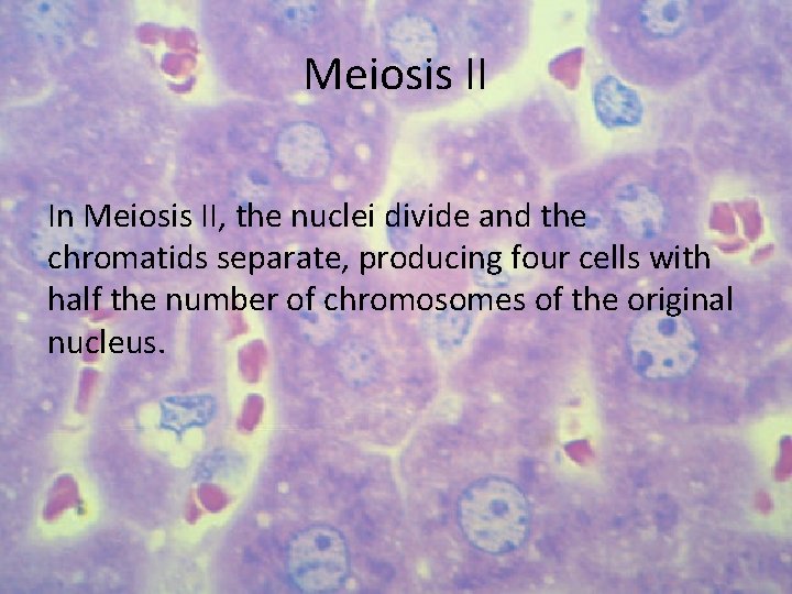 Meiosis II In Meiosis II, the nuclei divide and the chromatids separate, producing four