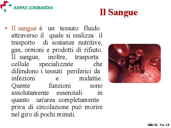 Il Sangue • Il sangue è un tessuto fluido attraverso il quale si realizza Il Sangue • Il sangue è un tessuto fluido attraverso il quale si realizza