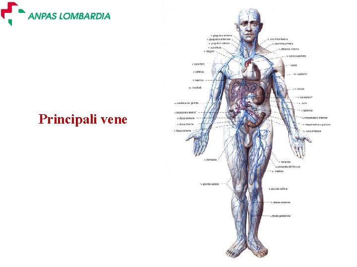 Principali vene a Slide 11 - Ver. 2. 0 Principali vene a Slide 11 - Ver. 2. 0
