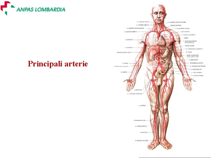 Principali arterie a Slide 12 - Ver. 2. 0 Principali arterie a Slide 12 - Ver. 2. 0