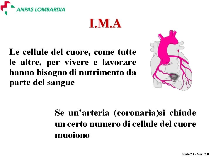 I. M. A Le cellule del cuore, come tutte le altre, per vivere e I. M. A Le cellule del cuore, come tutte le altre, per vivere e