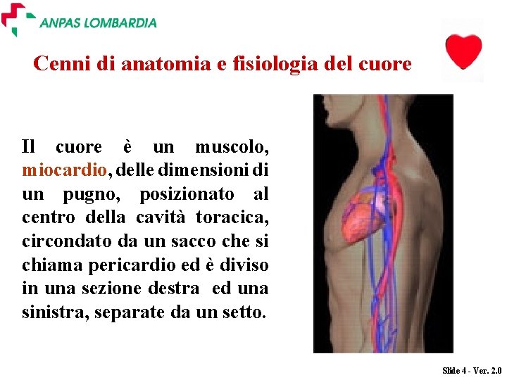 Cenni di anatomia e fisiologia del cuore Il cuore è un muscolo, miocardio, delle Cenni di anatomia e fisiologia del cuore Il cuore è un muscolo, miocardio, delle