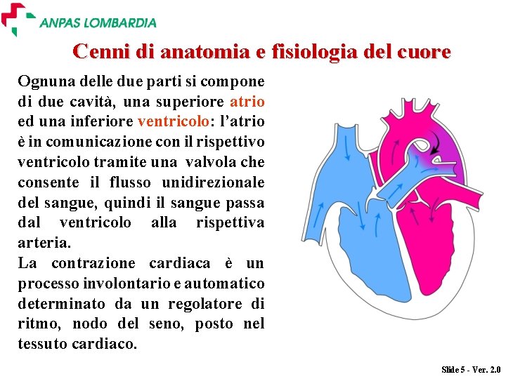 Cenni di anatomia e fisiologia del cuore Ognuna delle due parti si compone di Cenni di anatomia e fisiologia del cuore Ognuna delle due parti si compone di
