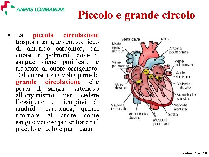 Piccolo e grande circolo • La piccola circolazione trasporta sangue venoso, ricco di anidride Piccolo e grande circolo • La piccola circolazione trasporta sangue venoso, ricco di anidride