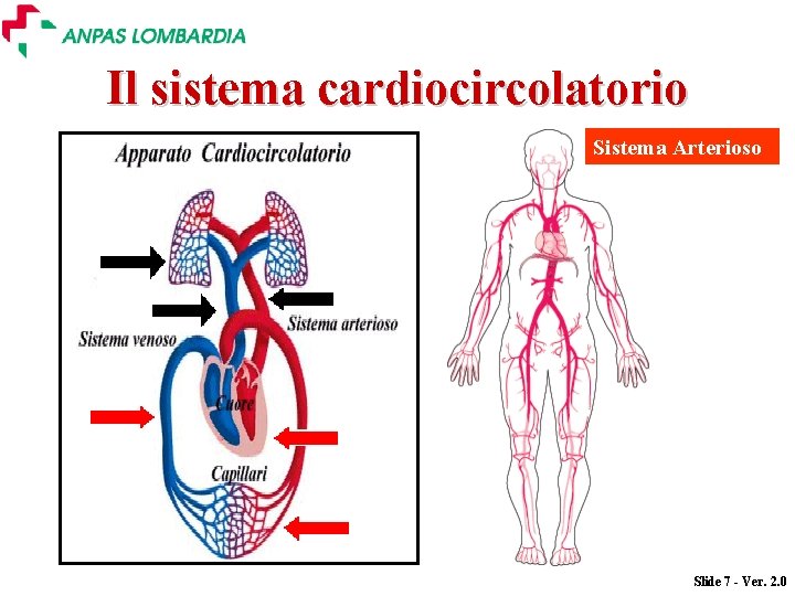Il sistema cardiocircolatorio Sistema Arterioso Sistema Venoso Slide 7 - Ver. 2. 0 Il sistema cardiocircolatorio Sistema Arterioso Sistema Venoso Slide 7 - Ver. 2. 0