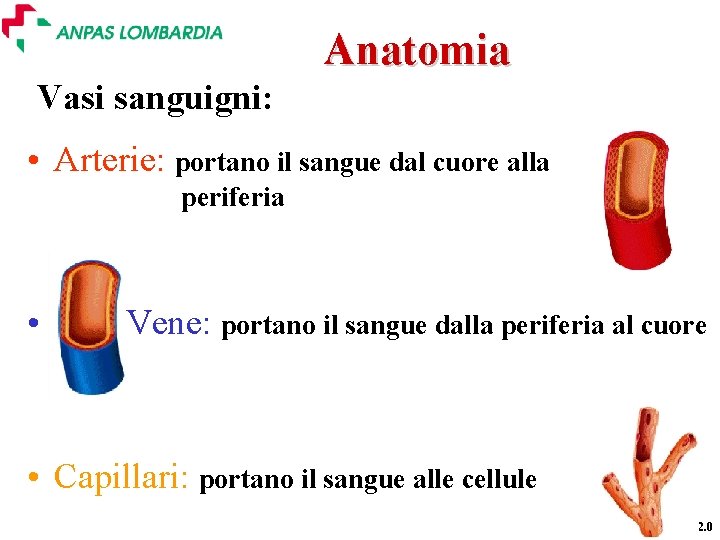 Anatomia Vasi sanguigni: • Arterie: portano il sangue dal cuore alla periferia • Vene: Anatomia Vasi sanguigni: • Arterie: portano il sangue dal cuore alla periferia • Vene: