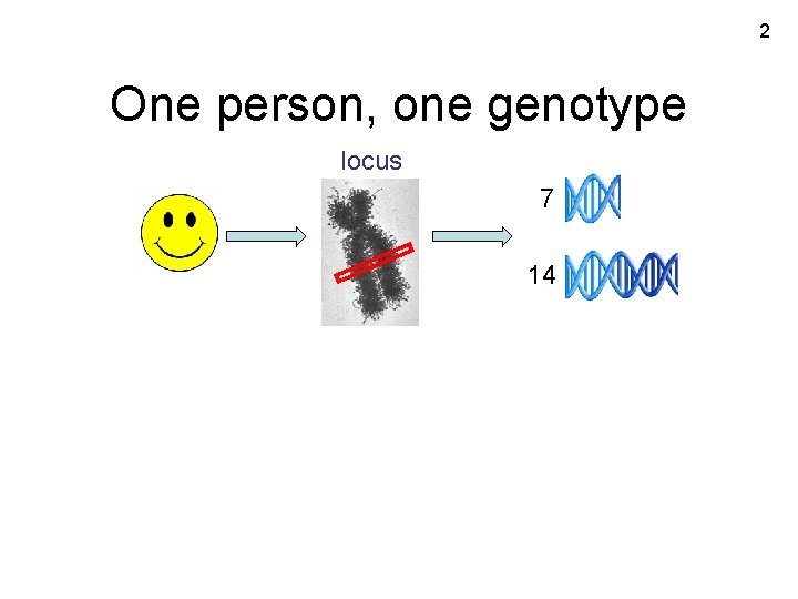 2 One person, one genotype locus 7 14 