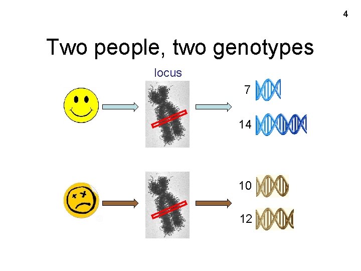 4 Two people, two genotypes locus 7 14 10 12 