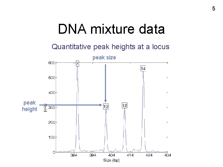 5 DNA mixture data Quantitative peak heights at a locus peak size peak height