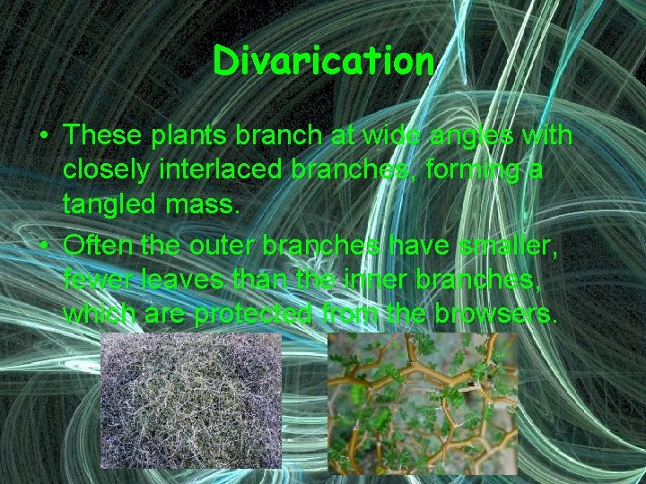 Divarication • These plants branch at wide angles with closely interlaced branches, forming a