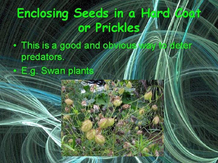 Enclosing Seeds in a Hard Coat or Prickles • This is a good and