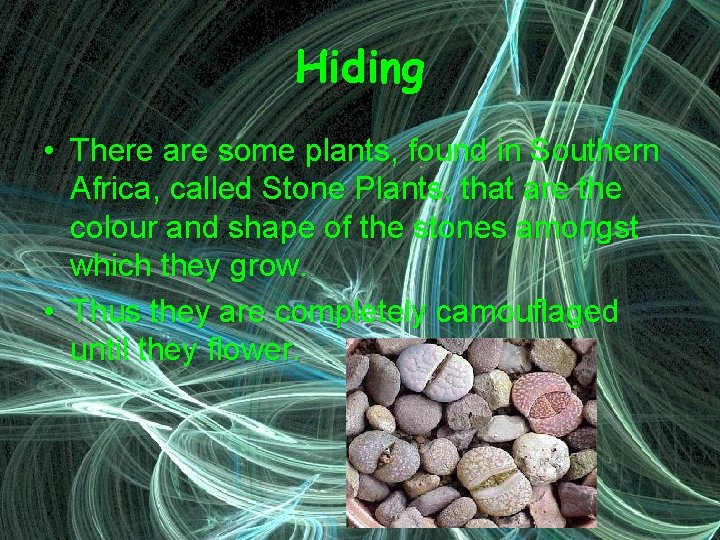 Hiding • There are some plants, found in Southern Africa, called Stone Plants, that