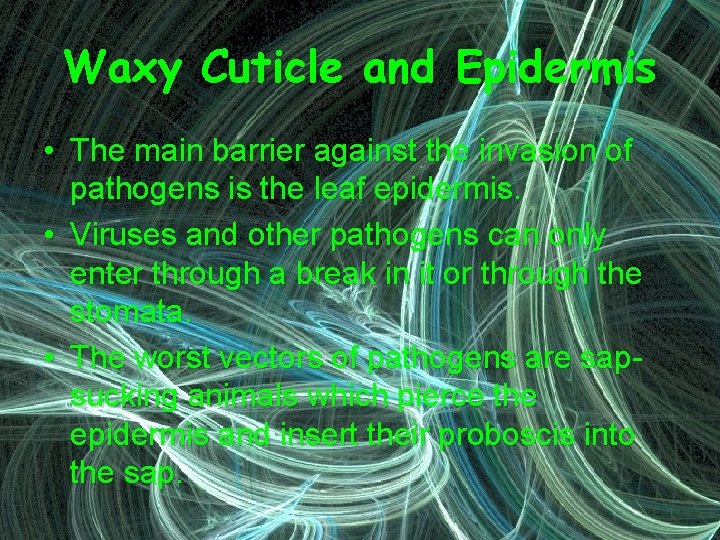 Waxy Cuticle and Epidermis • The main barrier against the invasion of pathogens is