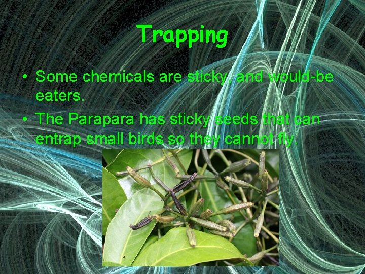 Trapping • Some chemicals are sticky, and would-be eaters. • The Parapara has sticky