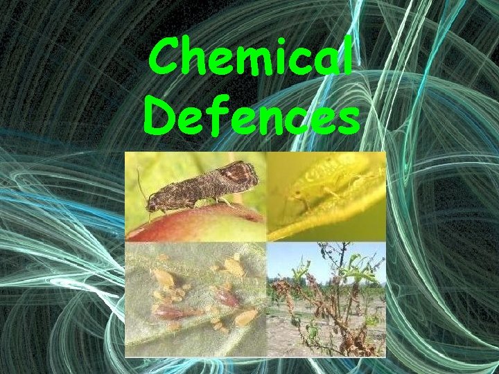 Chemical Defences 