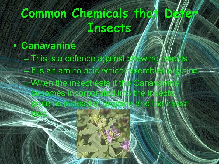 Common Chemicals that Deter Insects • Canavanine – This is a defence against chewing