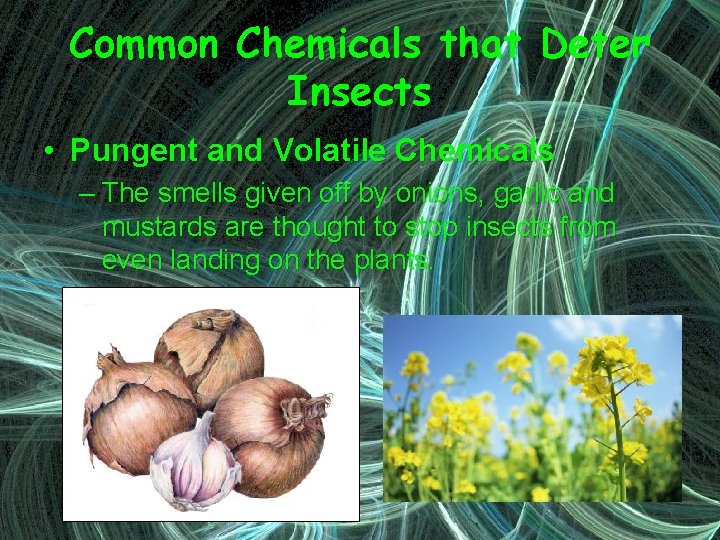Common Chemicals that Deter Insects • Pungent and Volatile Chemicals – The smells given