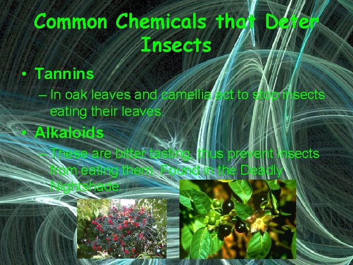 Common Chemicals that Deter Insects • Tannins – In oak leaves and camellia act