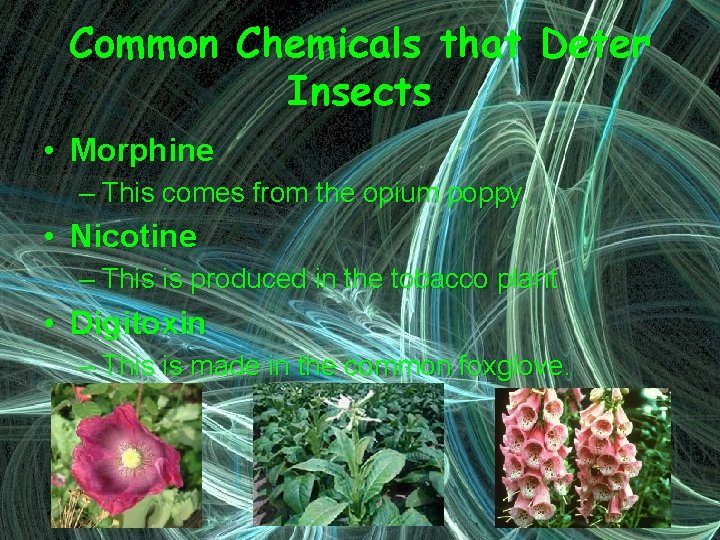 Common Chemicals that Deter Insects • Morphine – This comes from the opium poppy.