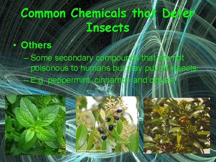 Common Chemicals that Deter Insects • Others – Some secondary compounds that are not