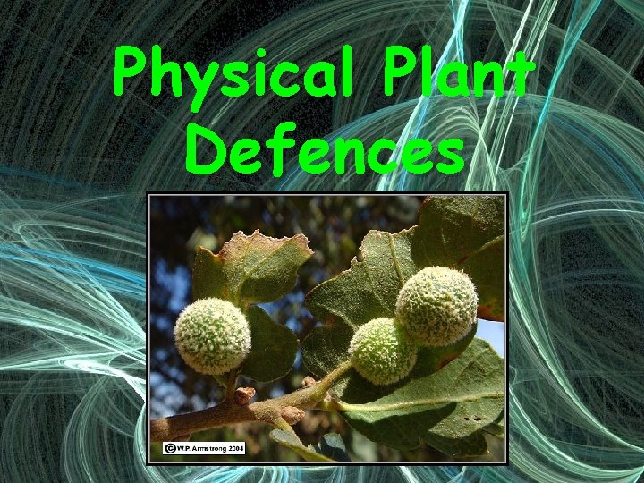 Physical Plant Defences 