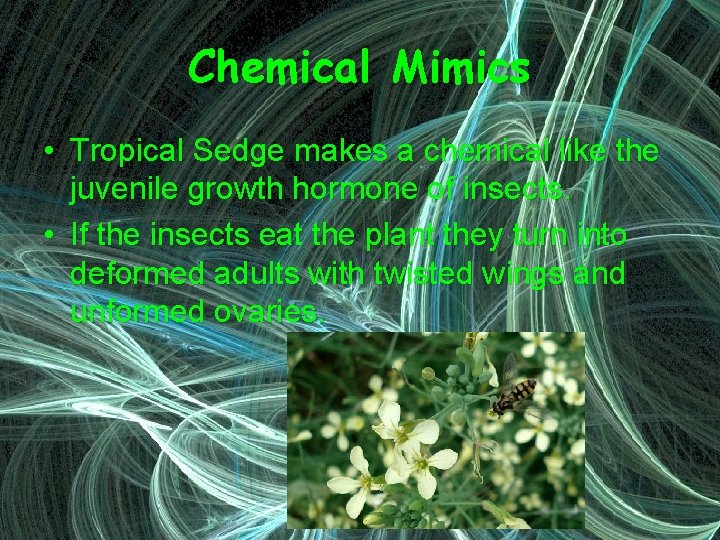 Chemical Mimics • Tropical Sedge makes a chemical like the juvenile growth hormone of