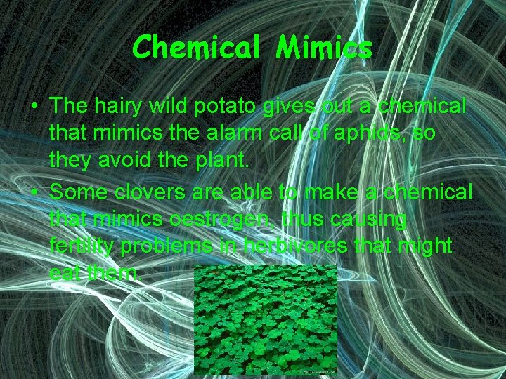 Chemical Mimics • The hairy wild potato gives out a chemical that mimics the