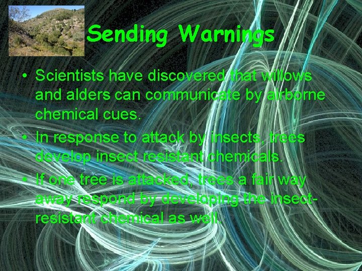 Sending Warnings • Scientists have discovered that willows and alders can communicate by airborne