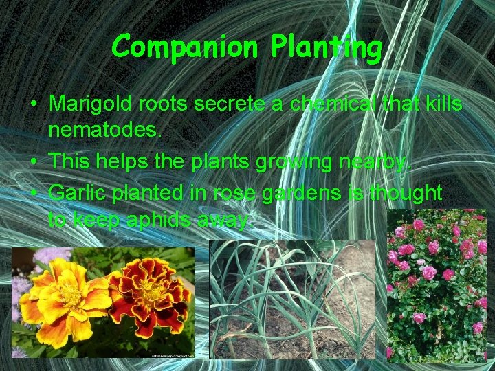 Companion Planting • Marigold roots secrete a chemical that kills nematodes. • This helps