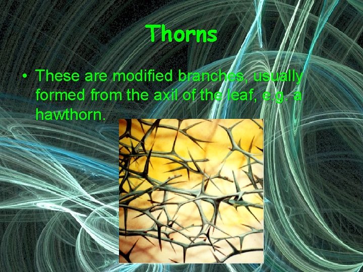 Thorns • These are modified branches, usually formed from the axil of the leaf,