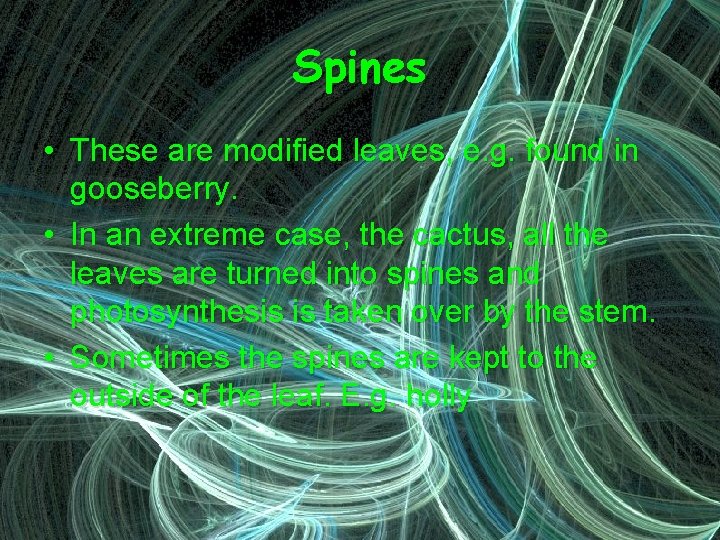 Spines • These are modified leaves, e. g. found in gooseberry. • In an
