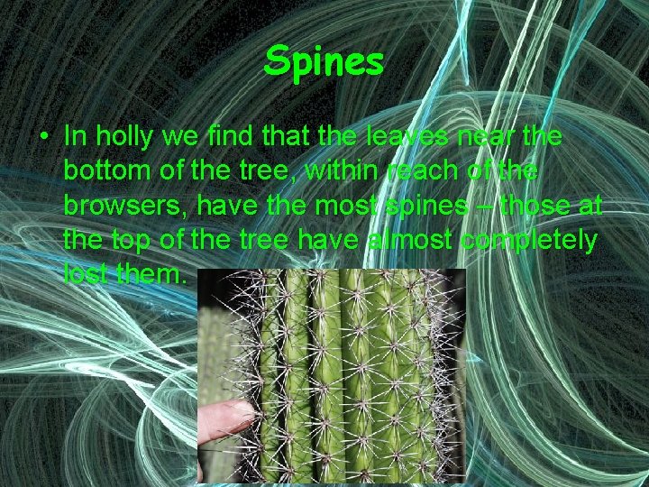 Spines • In holly we find that the leaves near the bottom of the