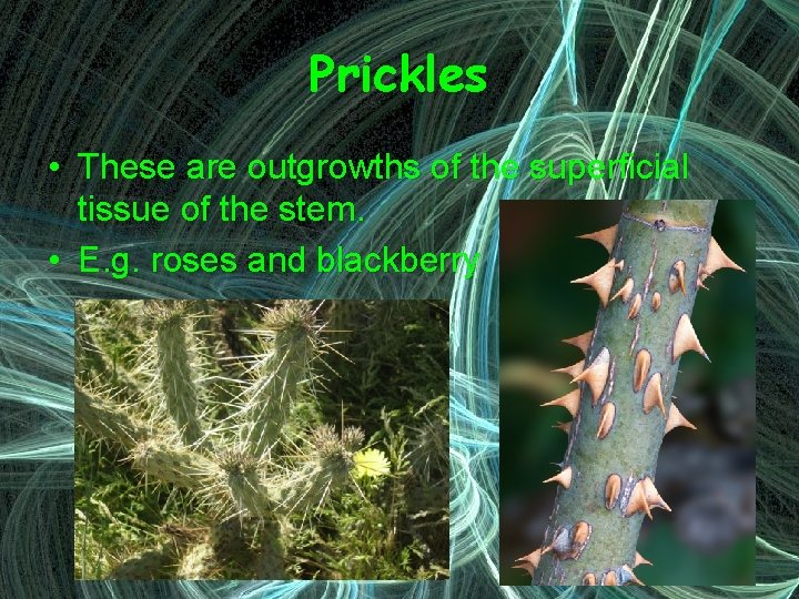 Prickles • These are outgrowths of the superficial tissue of the stem. • E.