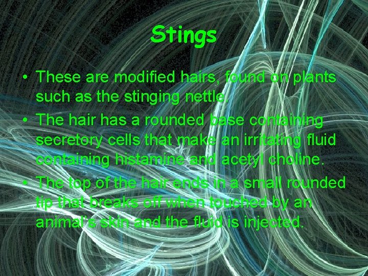 Stings • These are modified hairs, found on plants such as the stinging nettle.