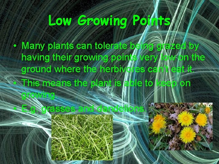 Low Growing Points • Many plants can tolerate being grazed by having their growing