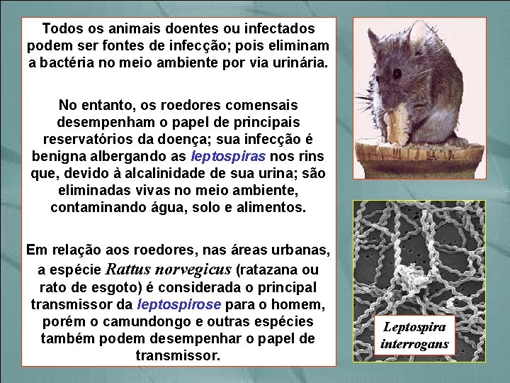 Todos os animais doentes ou infectados podem ser fontes de infecção; pois eliminam a